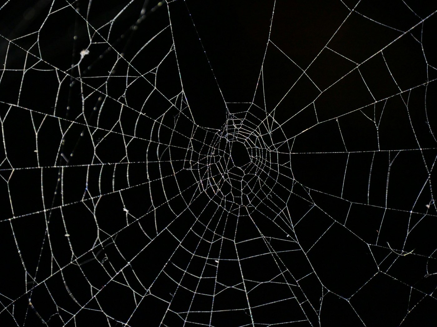 A dew-covered spider web at dawn, a metaphor for the stop-hunt trap