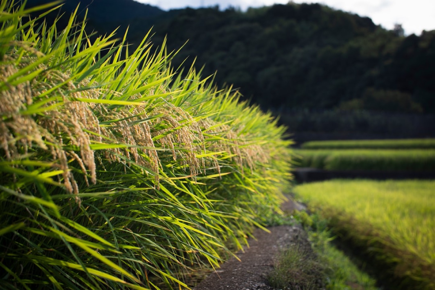 Terraced rice fields in Japan — the market Munehisa Homma traded